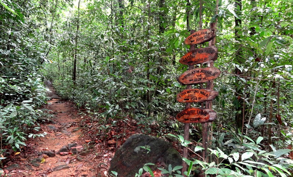 kithulgala-forest-trip2lanka